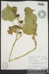 Abutilon theophrasti image