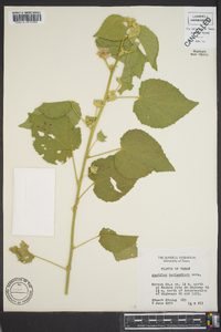 Abutilon berlandieri image