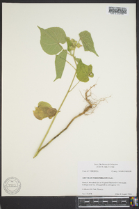 Abutilon theophrasti image