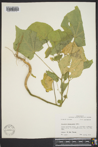 Abutilon theophrasti image