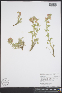 Sphaeralcea coccinea image