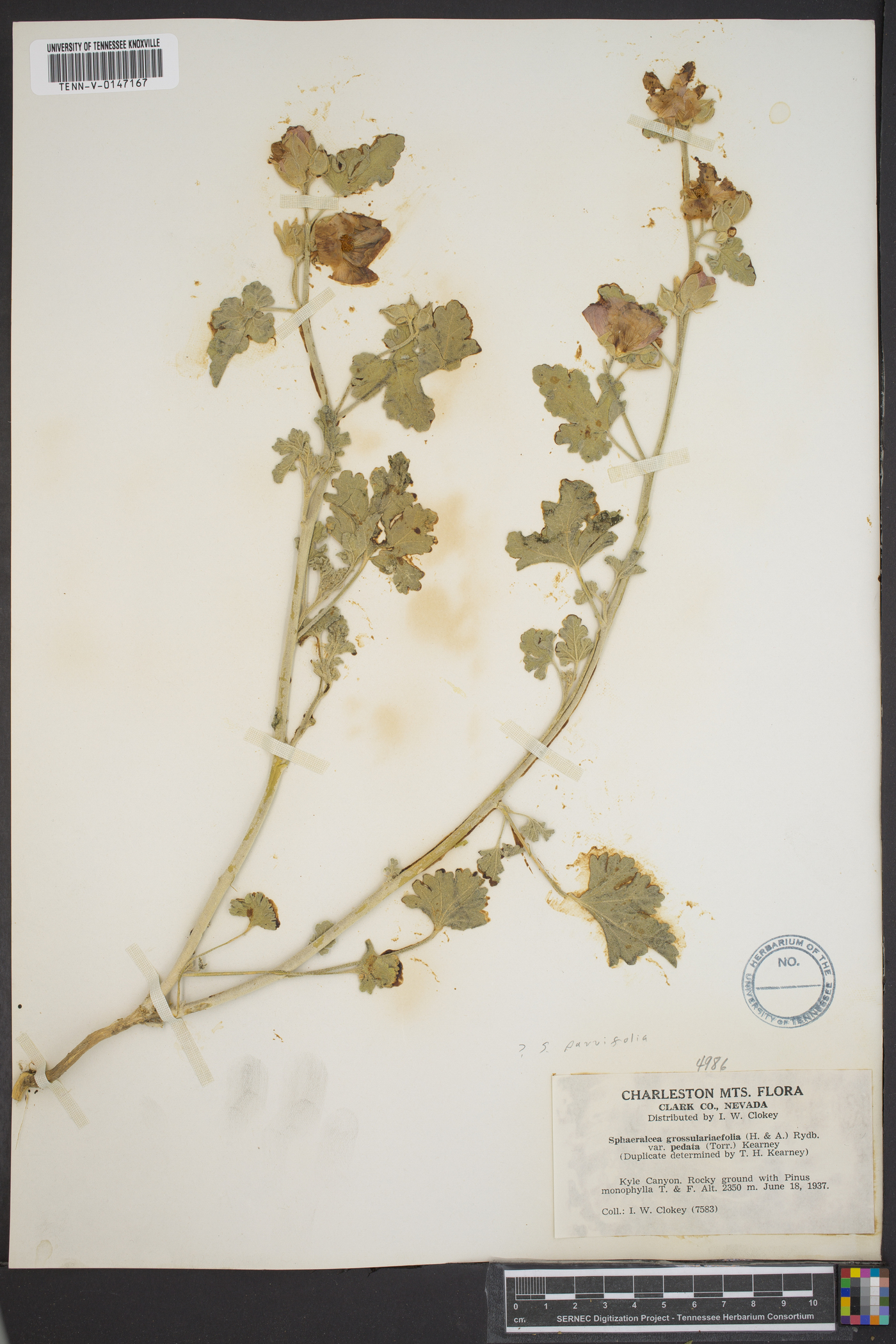 Sphaeralcea grossulariifolia subsp. pedata image