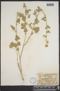 Sphaeralcea grossulariifolia subsp. pedata image