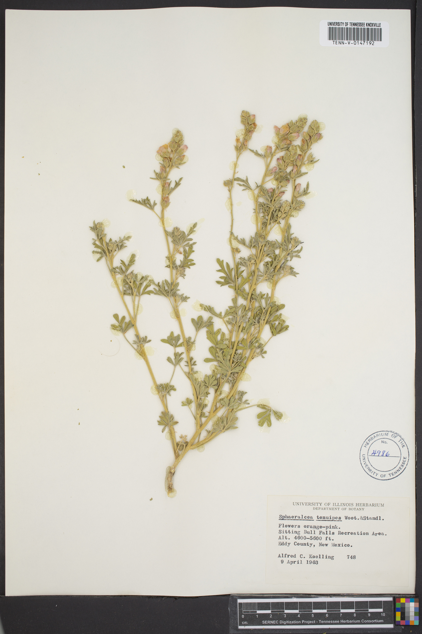 Sphaeralcea tenuipes image