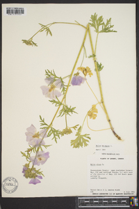 Malva alcea image