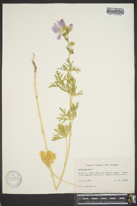 Malva moschata image