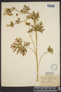 Malva moschata image