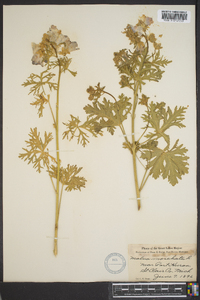 Malva moschata image