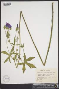 Callirhoe papaver image