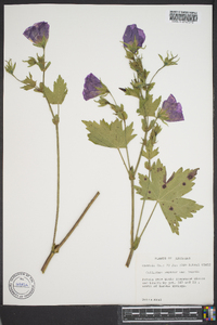 Callirhoe papaver image