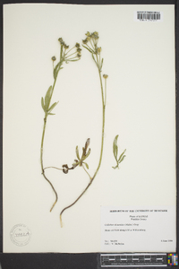 Callirhoe alcaeoides image