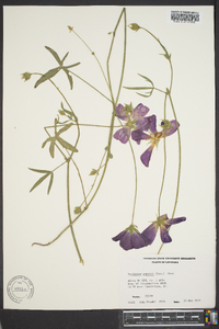 Callirhoe papaver image