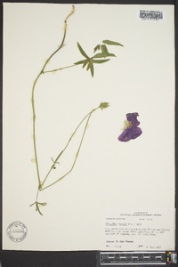 Callirhoe papaver image