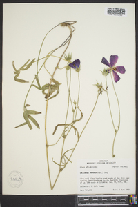 Callirhoe papaver image