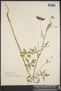 Callirhoe pedata image