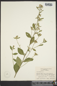 Sida rhombifolia image