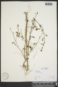 Sida spinosa image