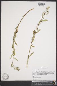 Sida rhombifolia image