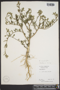 Sida rhombifolia image