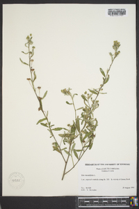 Sida rhombifolia image