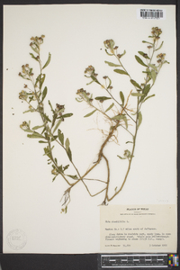 Sida rhombifolia image