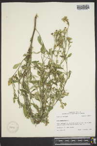 Sida rhombifolia image