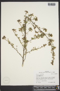 Sida rhombifolia image