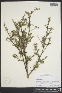 Sida rhombifolia image