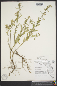 Sida rhombifolia image