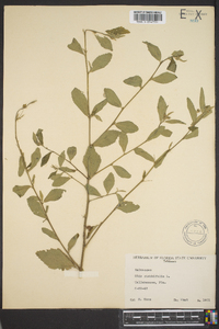 Sida rhombifolia image