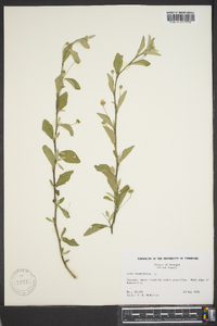 Sida rhombifolia image