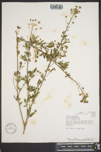 Sida rhombifolia image