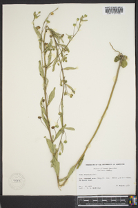 Sida rhombifolia image