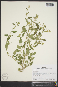 Sida spinosa image