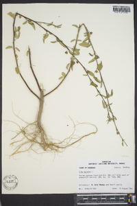 Sida spinosa image