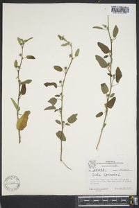 Sida spinosa image