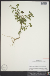 Sida spinosa image