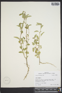 Sida spinosa image