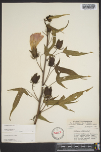 Hibiscus laevis image