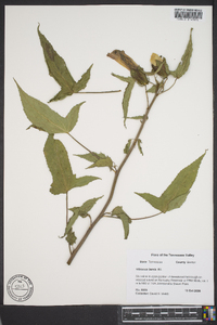 Hibiscus laevis image