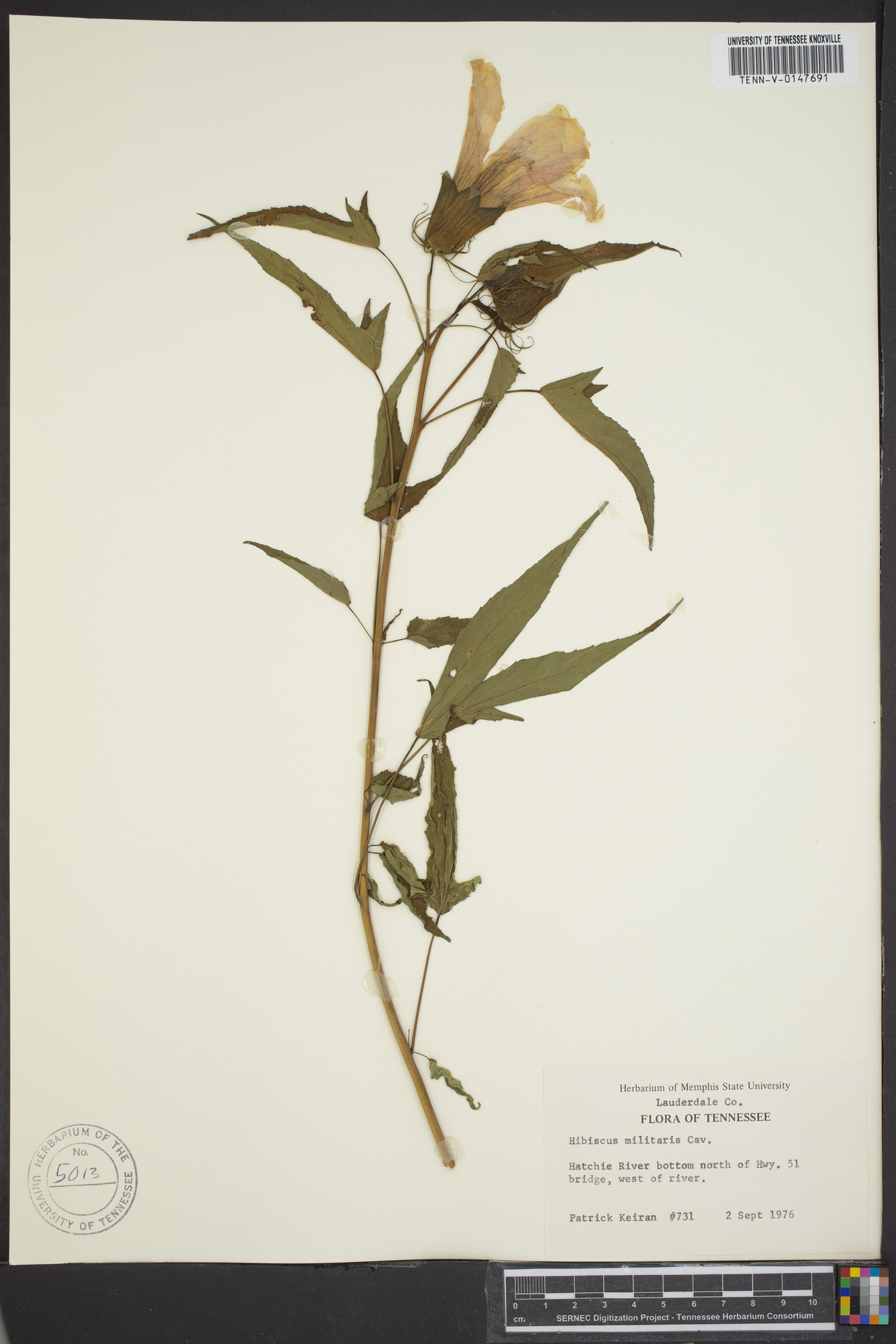 Hibiscus militaris image