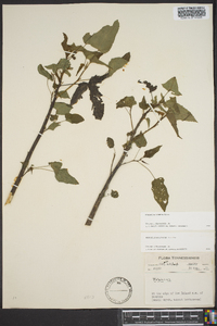 Hibiscus laevis image