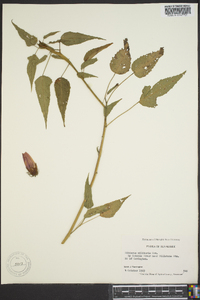 Hibiscus militaris image