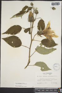 Hibiscus lasiocarpos image