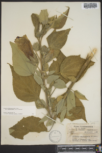 Hibiscus lasiocarpos image