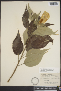 Hibiscus lasiocarpos image