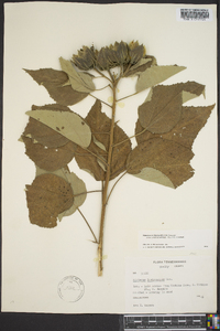 Hibiscus lasiocarpos image