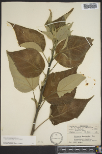 Hibiscus lasiocarpos image