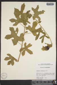 Hibiscus aculeatus image