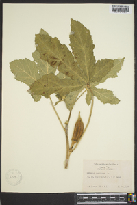 Hibiscus esculentus image